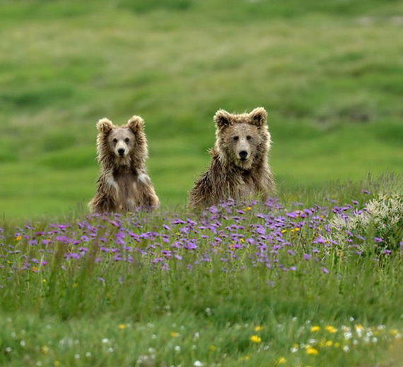 Minimarg & Deosai Plains - Families Only